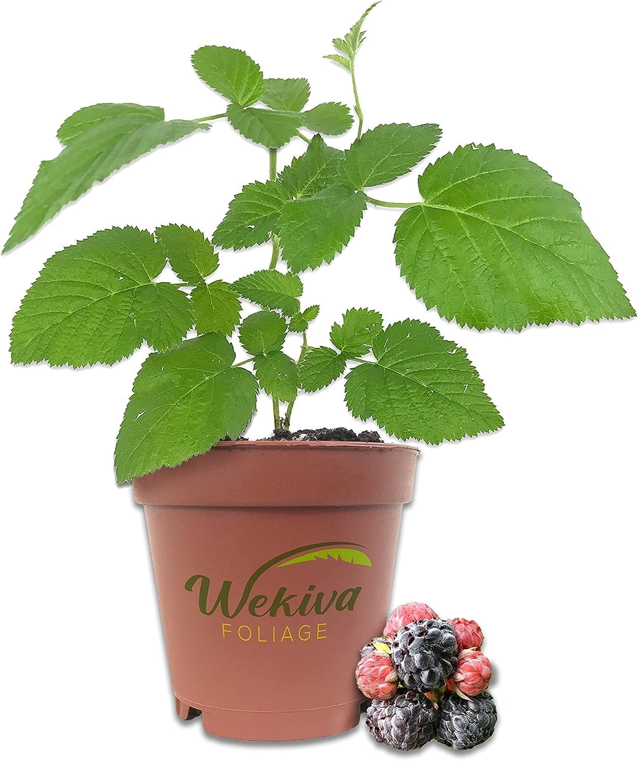 Mysore Raspberry Bush Live Plant in a 2 Inch Pot Rubus Grow Your