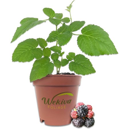Mysore Raspberry Bush - Live Plant in a 2 Inch Pot - Rubus - Grow Your Own Fruit in The Garden or Patio
