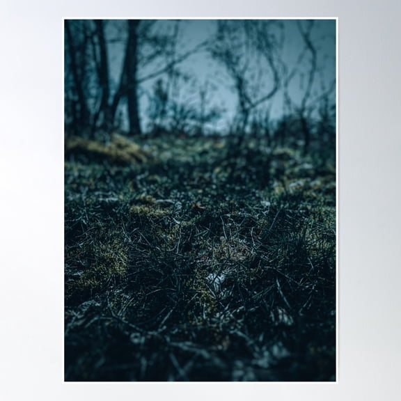 Mysterious Forest Moss - Artistic Photo Print In A Mystical Atmosphere Poster Wall Art, Modern Wall Decor, 8x12 UNFRAMED