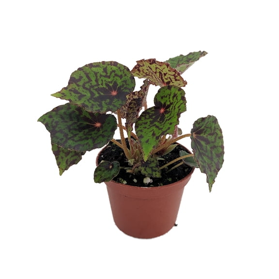Mysterious Red Planet Begonia Plant -2.5" Pot- Terrarium/Fairy Garden/HousePlant