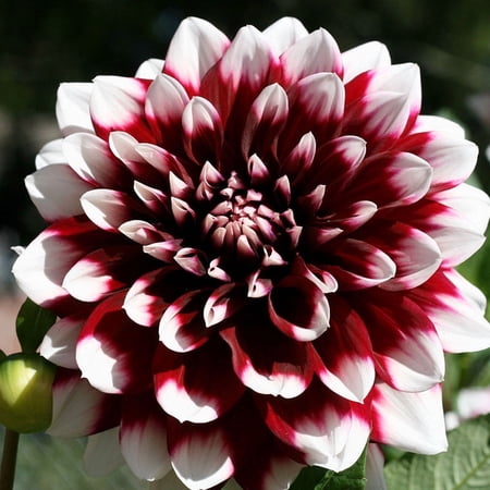 Mystery Day Decorative Dahlia Flower Bulbs - 3 Tubers per Pack - Deer Resistant - Good as Cut Flowers - Grows Well In Containers - Easy to Grow Live Plants - Outdoor Garden