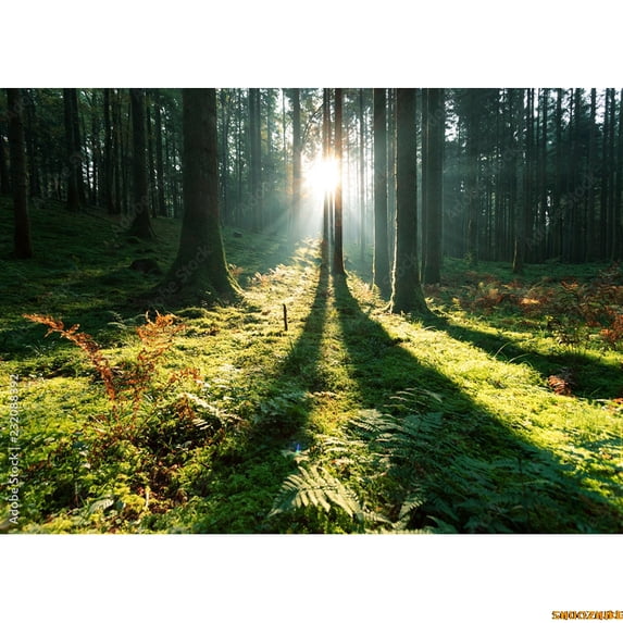 Mystery Tropical Coniferous Forest Moss Fall Trees Photography ...