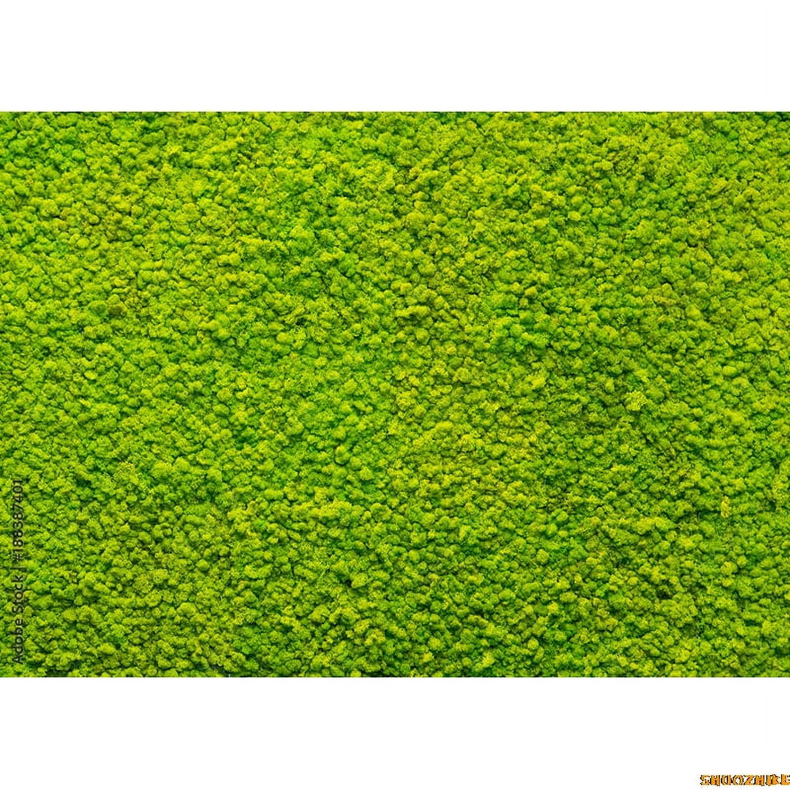Mystery Tropical Coniferous Forest Moss Fall Trees Photography ...