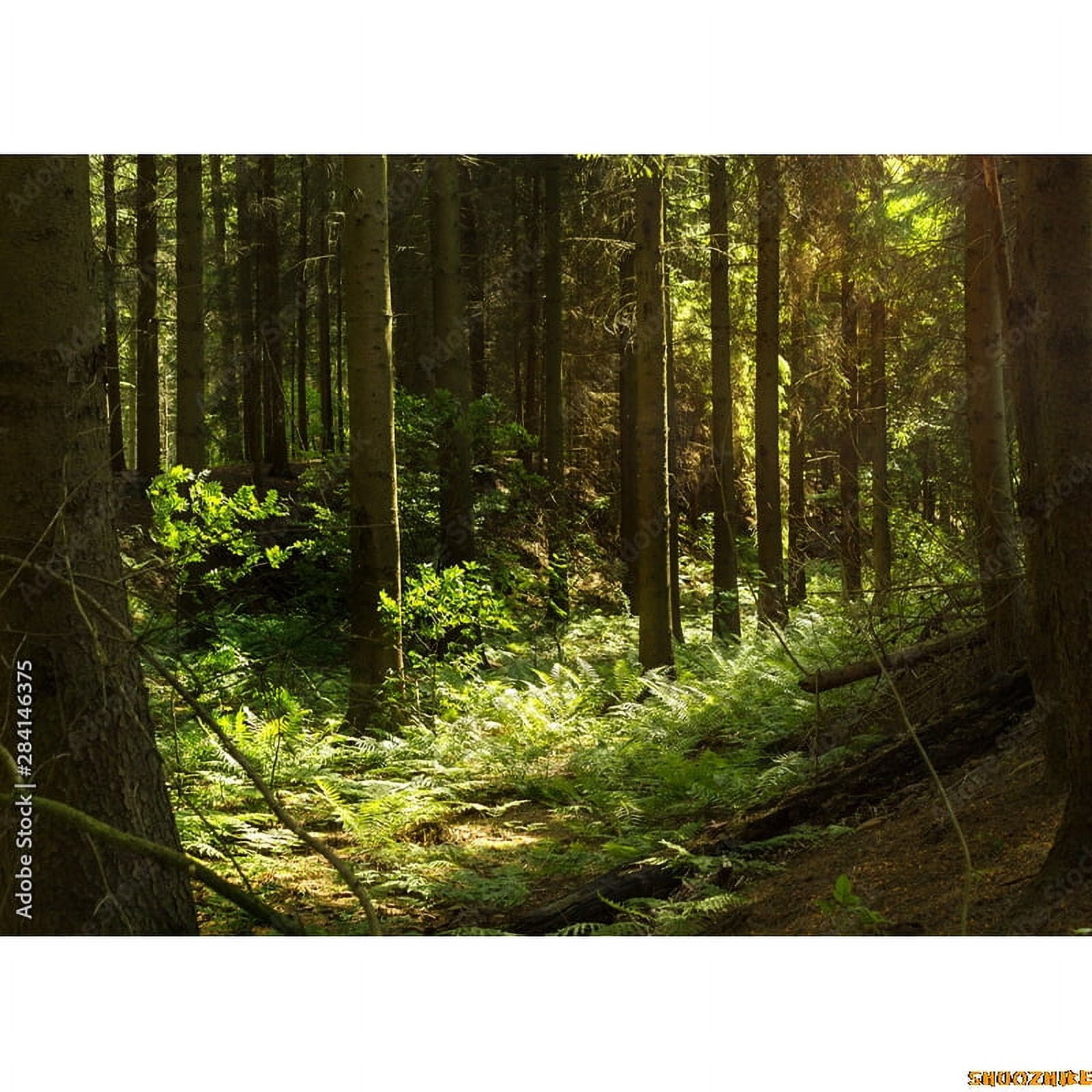 Mystery Tropical Coniferous Forest Moss Fall Trees Photography ...