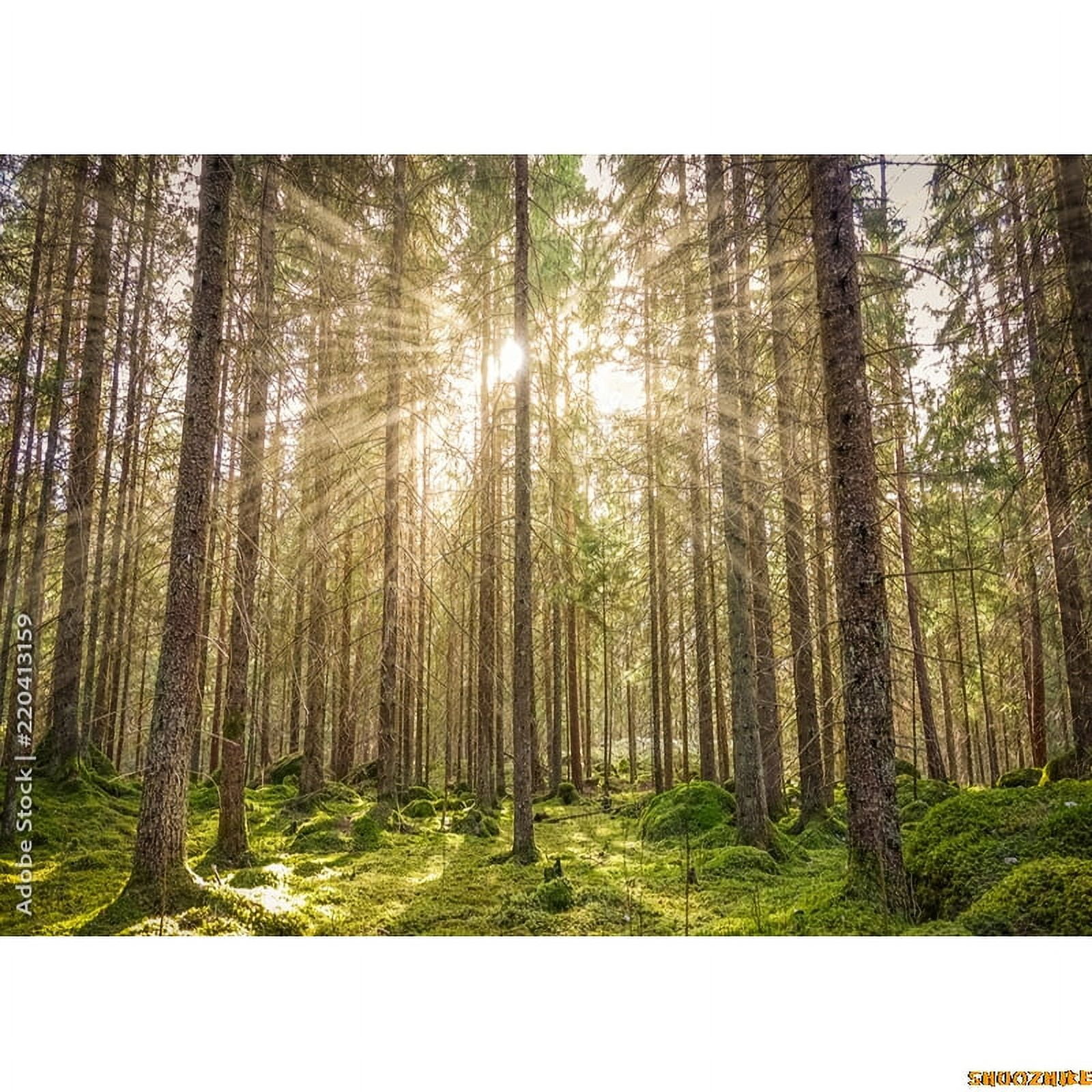 Mystery Tropical Coniferous Forest Moss Fall Trees Photography ...