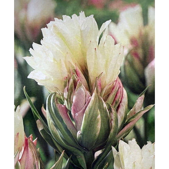 Mystery Valley Fosteriana Tulip 5 Bulbs - 12/+ cm Bulbs