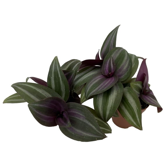 Mystic Magic Tradescantia - 2 Plants in 2" Pots -