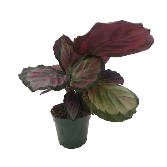 Mysty Prayer Plant - Calathea - Easy House Plant - 4" Pot