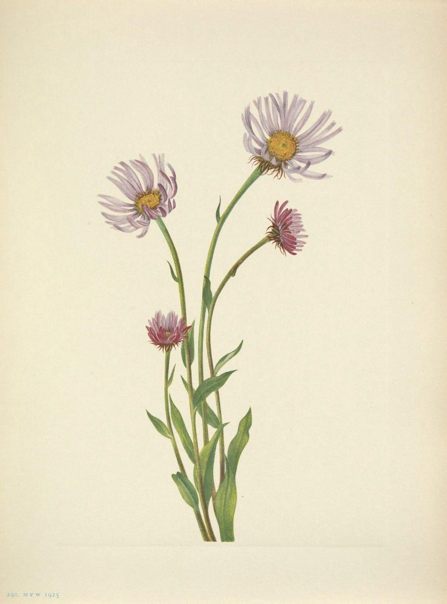 N American Wild Flowers 1925 Alaska Fleabane Canvas Art - Mary V Walcott (24 x 36)
