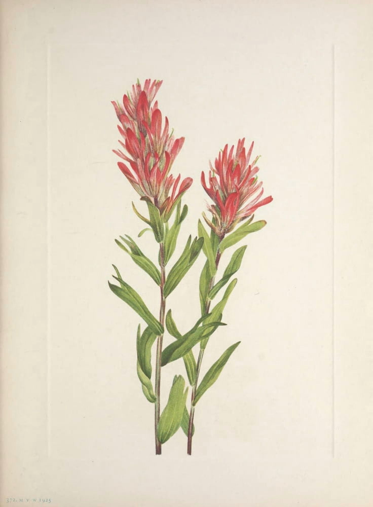 N American Wild Flowers 1925 Alberta Paintbrush Canvas Art - Mary V Walcott (18 x 24)