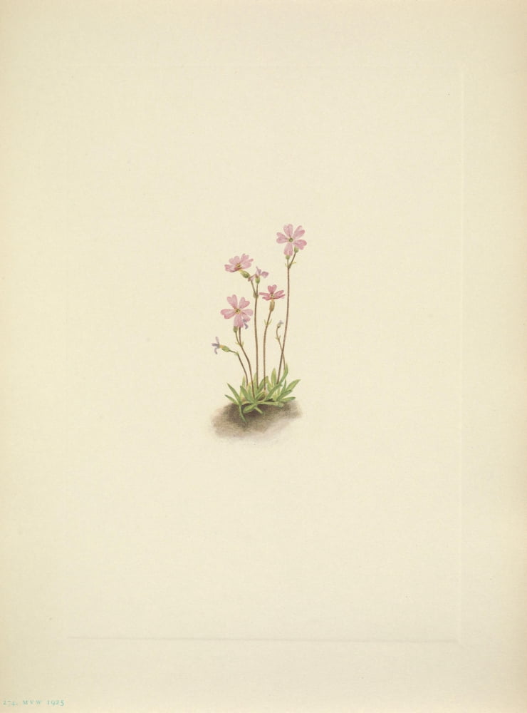 N American Wild Flowers 1925 Alberta Primrose Canvas Art - Mary V Walcott (18 x 24)