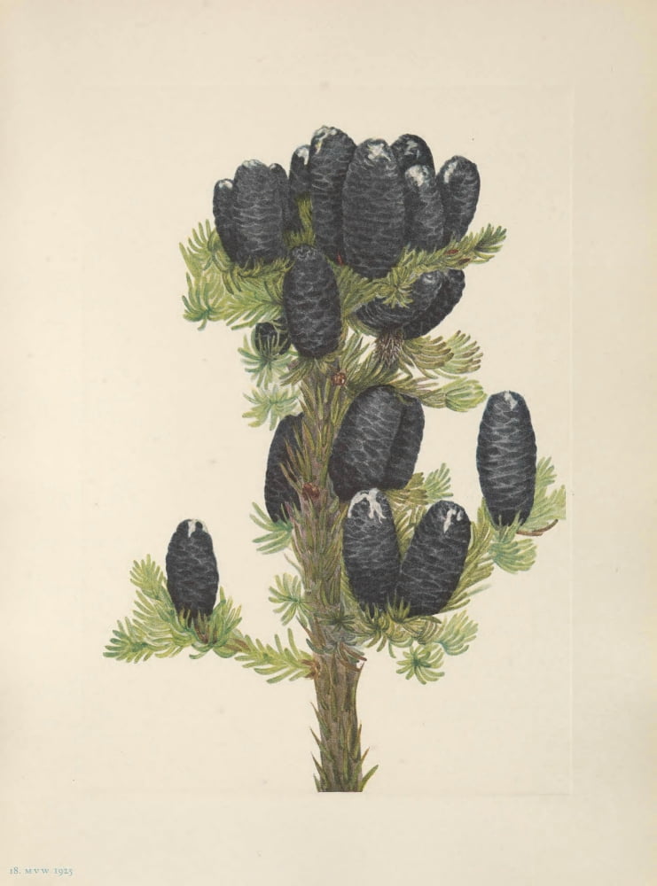 N American Wild Flowers 1925 Alpine Fir Canvas Art - Mary V Walcott (18 x 24)