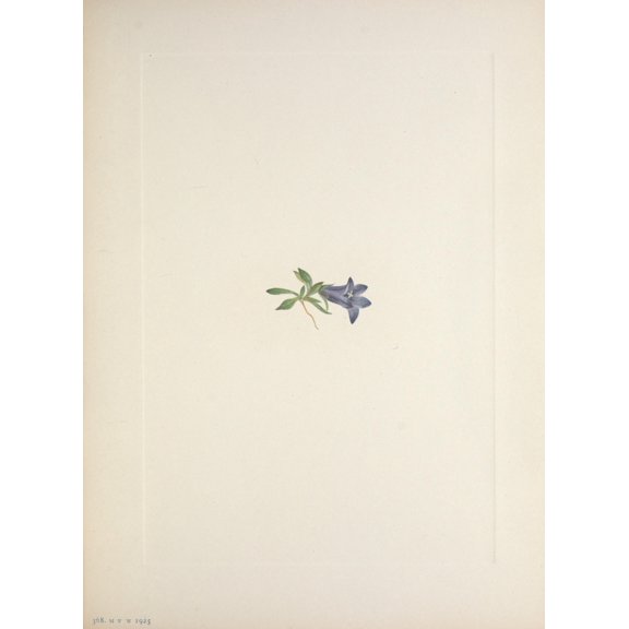 N American Wild Flowers 1925 Alpine Harebell Canvas Art - Mary V Walcott (24 x 36)