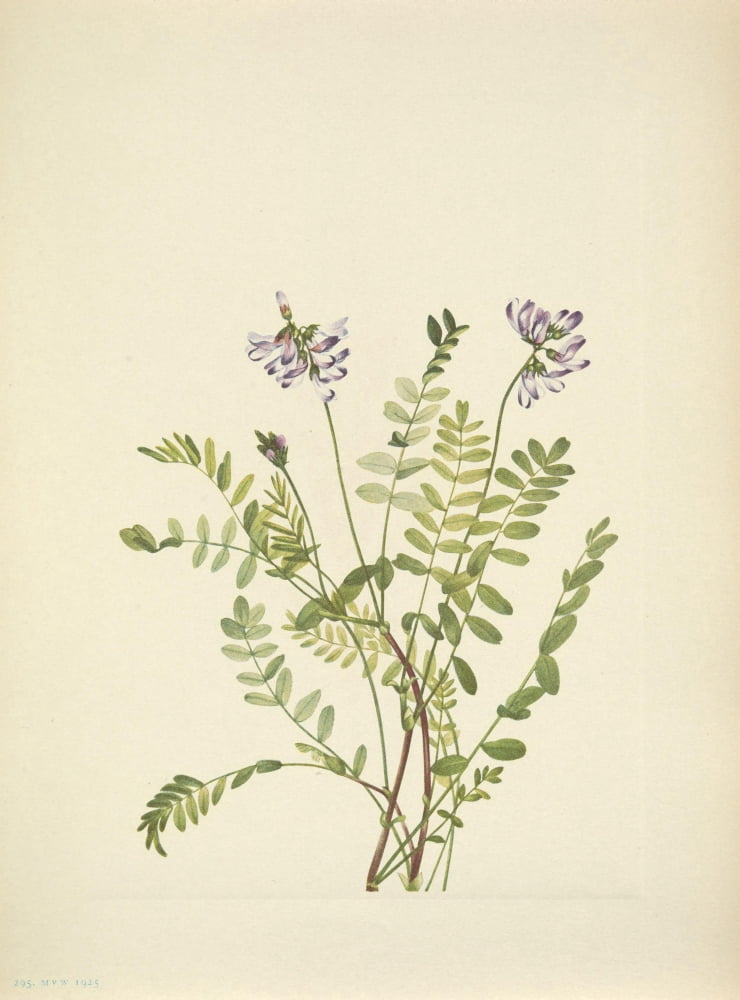 N American Wild Flowers 1925 Alpine Milkvetch Canvas Art - Mary V Walcott (18 x 24)