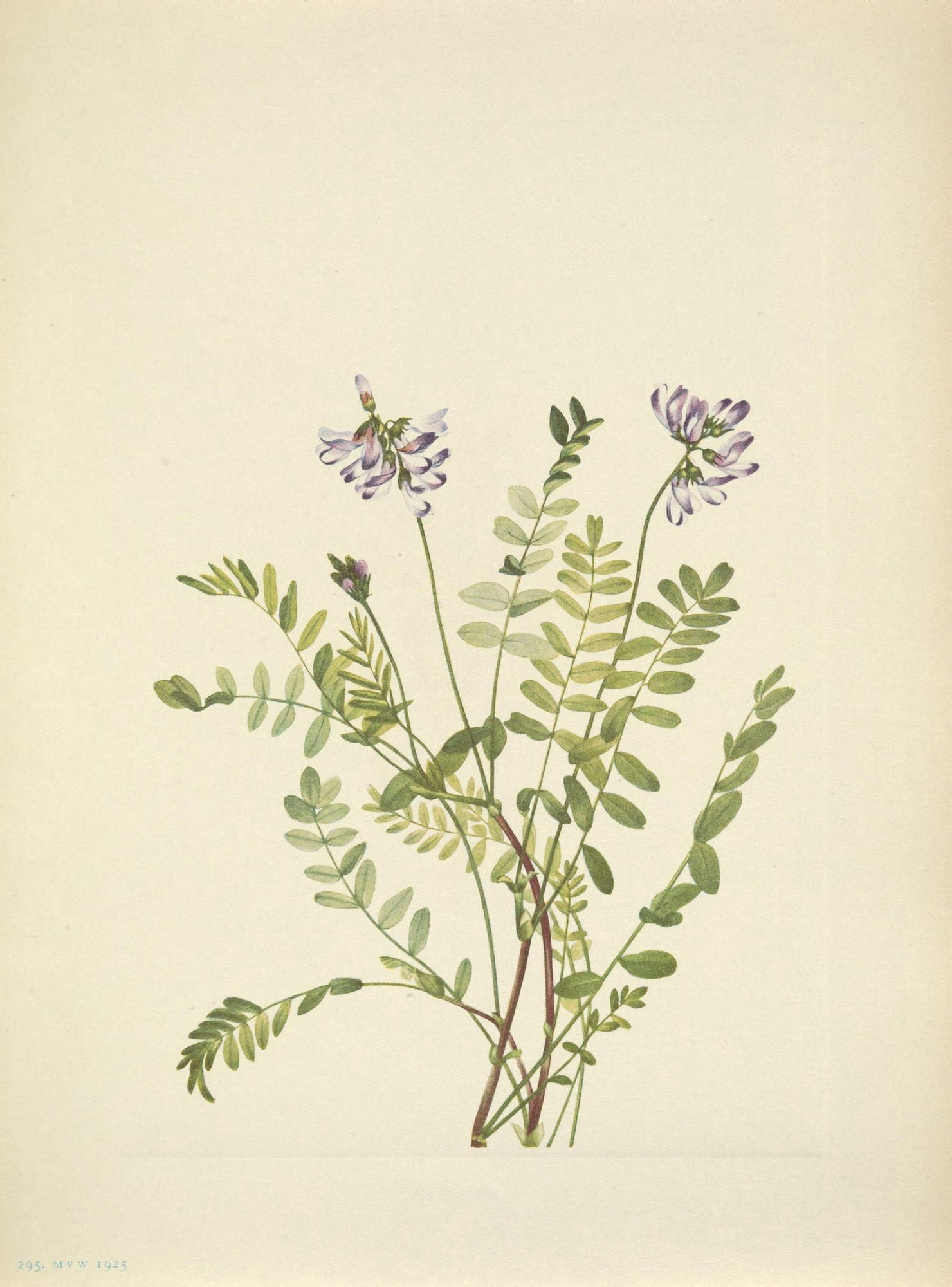 N American Wild Flowers 1925 Alpine Milkvetch Canvas Art - Mary V Walcott (24 x 36)
