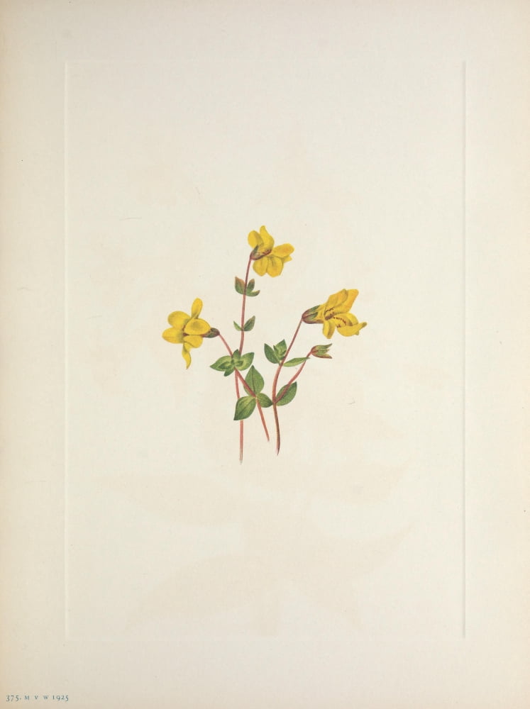N American Wild Flowers 1925 Alpine Monkeyflower Canvas Art - Mary V Walcott (18 x 24)