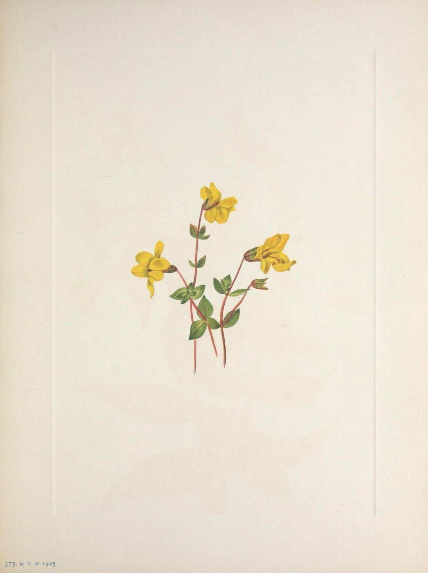 N American Wild Flowers 1925 Alpine Monkeyflower Canvas Art - Mary V Walcott (24 x 36)