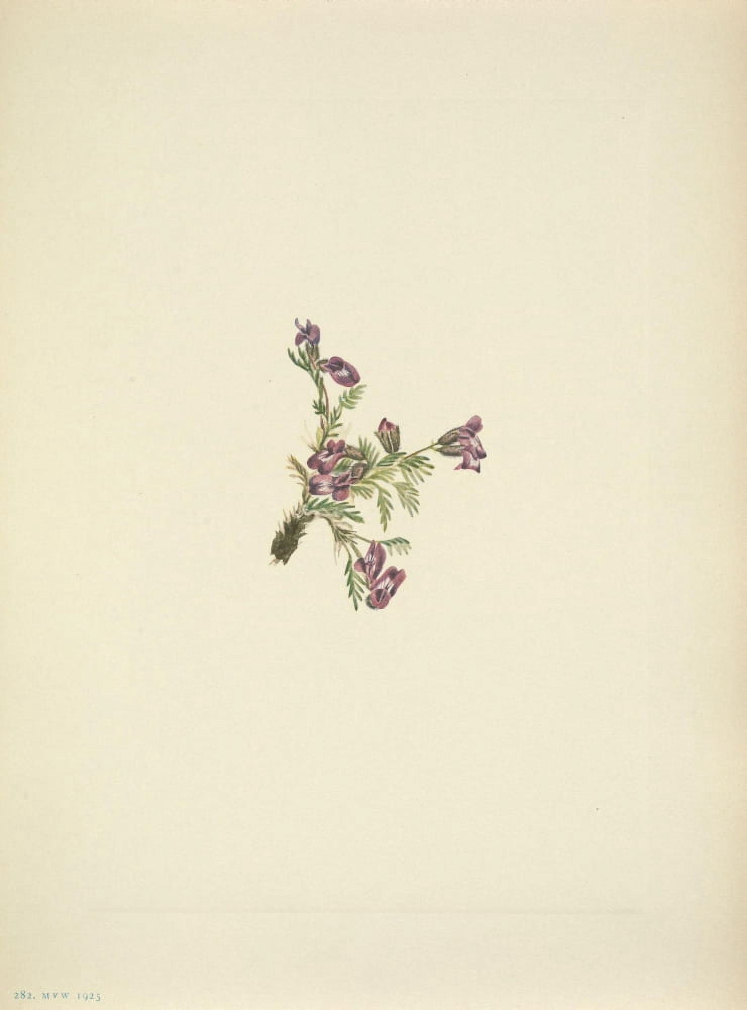 N American Wild Flowers 1925 Alpine Pointvetch Canvas Art - Mary V Walcott (18 x 24)