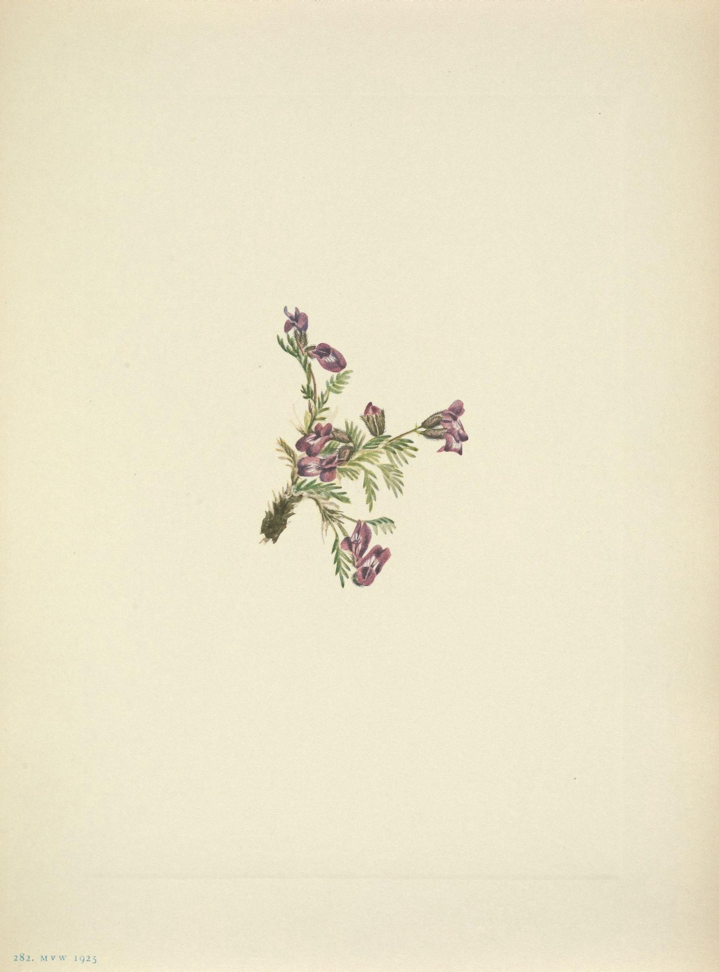 N American Wild Flowers 1925 Alpine Pointvetch Canvas Art - Mary V Walcott (24 x 36)