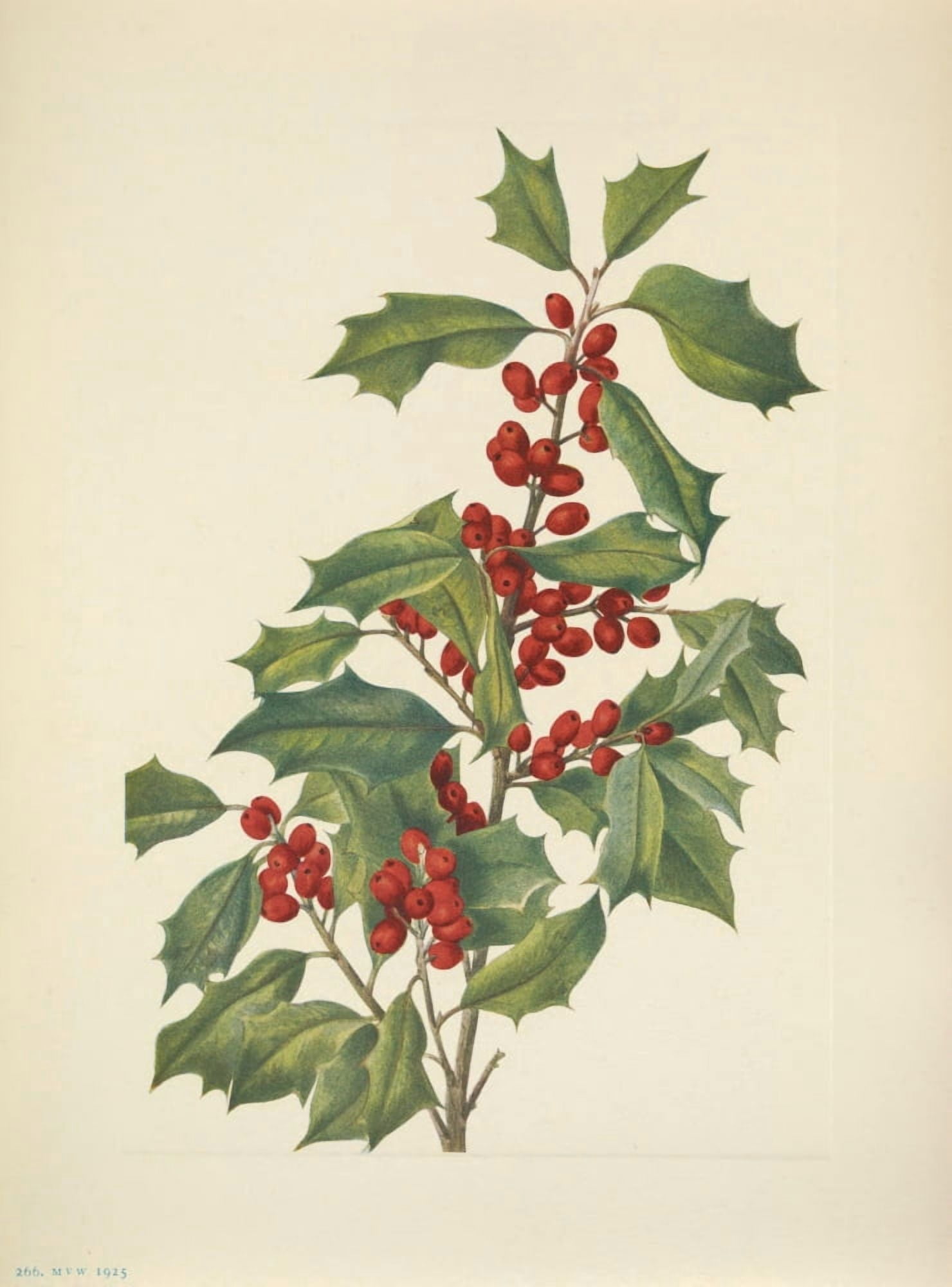 N American Wild Flowers 1925 American Holly Canvas Art - Mary V Walcott (18 x 24)