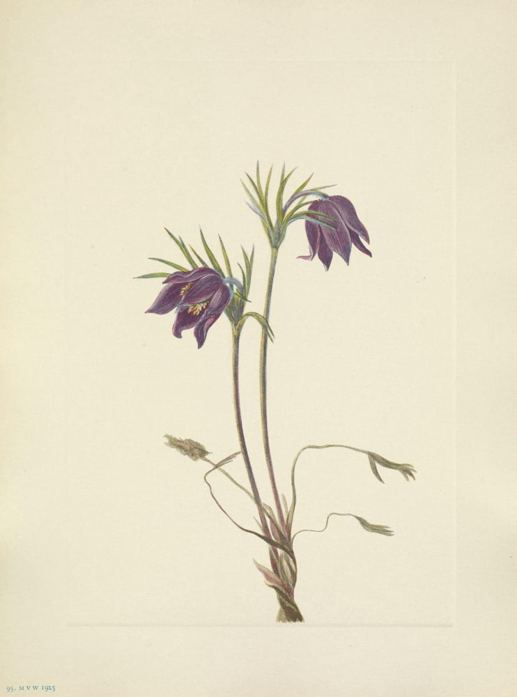 N American Wild Flowers 1925 American Pasqueflower Canvas Art - Mary V Walcott (24 x 36)
