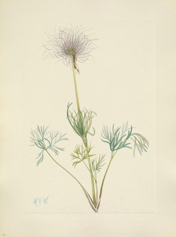 N American Wild Flowers 1925 American Pasqueflower fruit Canvas Art - Mary V Walcott (18 x 24)