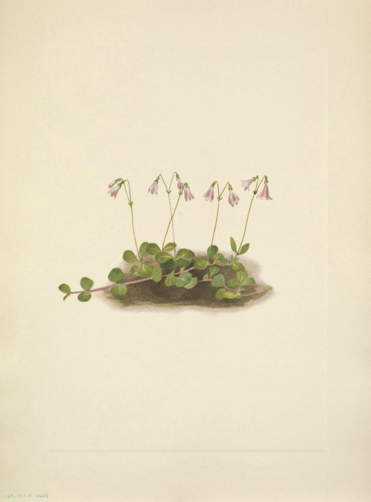 N American Wild Flowers 1925 American Twinflower Canvas Art - Mary V Walcott (18 x 24)