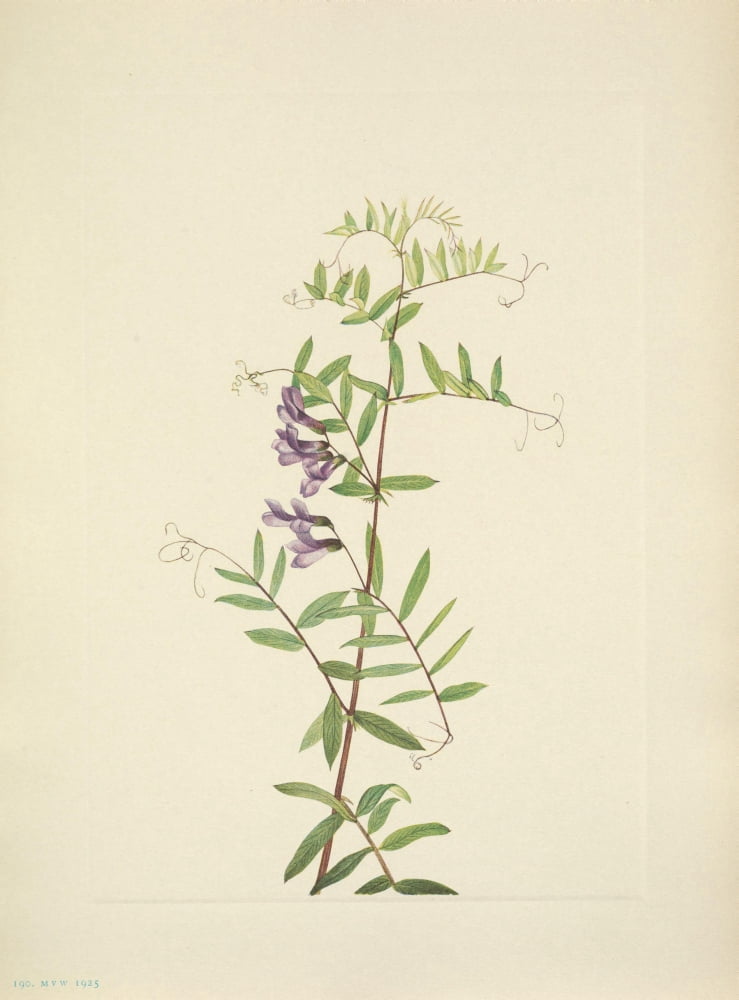 N American Wild Flowers 1925 American Vetch Canvas Art - Mary V Walcott (18 x 24)