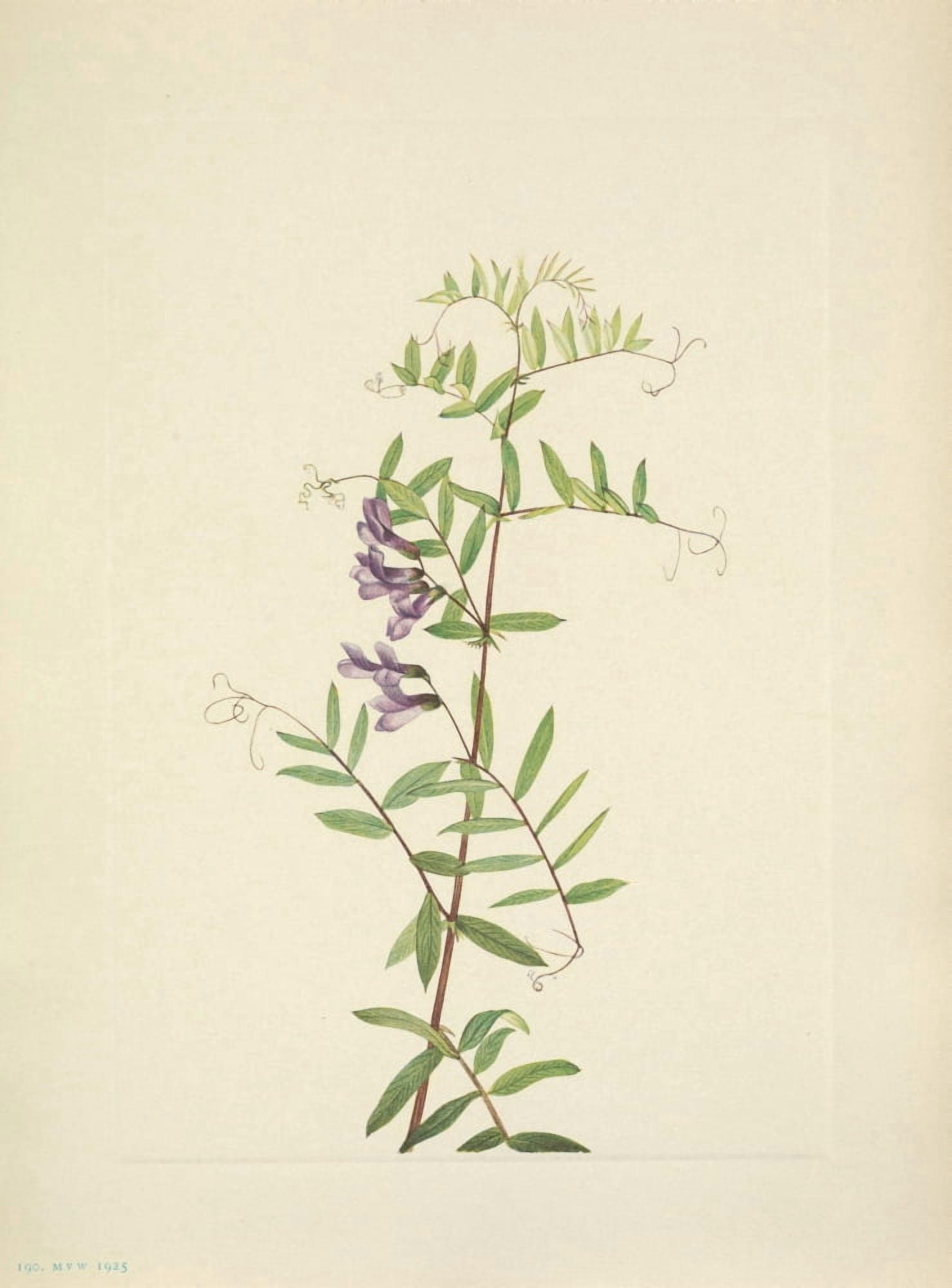N American Wild Flowers 1925 American Vetch Canvas Art - Mary V Walcott (24 x 36)