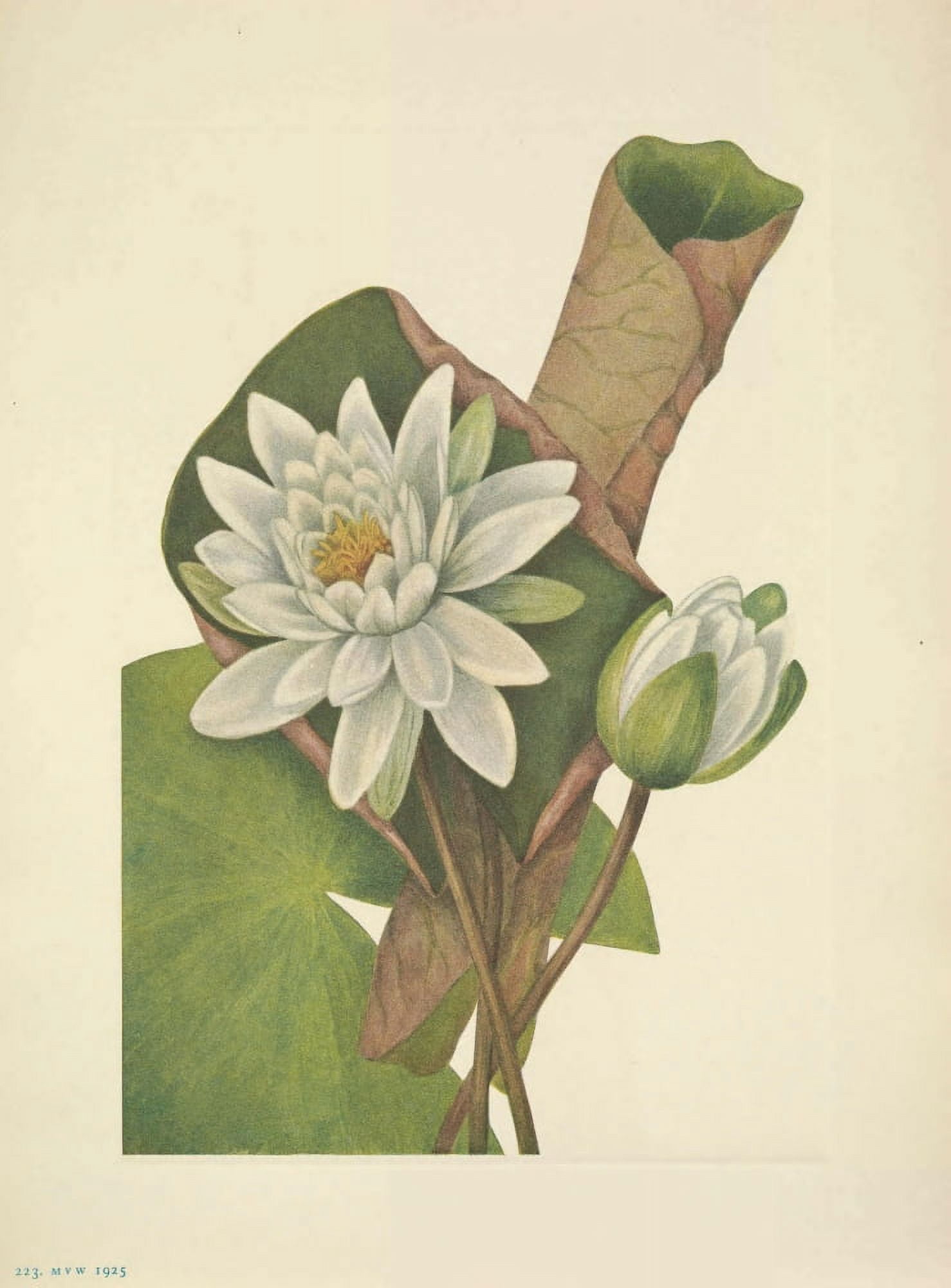 N American Wild Flowers 1925 American Waterlily Canvas Art - Mary V Walcott (18 x 24)