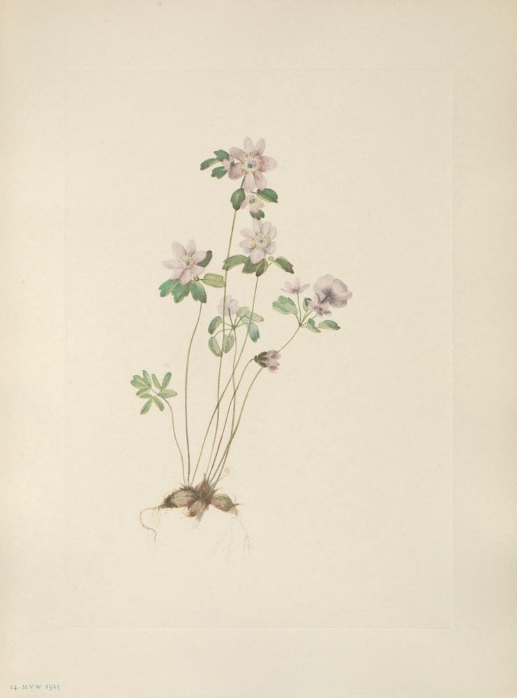 N American Wild Flowers 1925 Anemonella Canvas Art - Mary V Walcott (18 x 24)