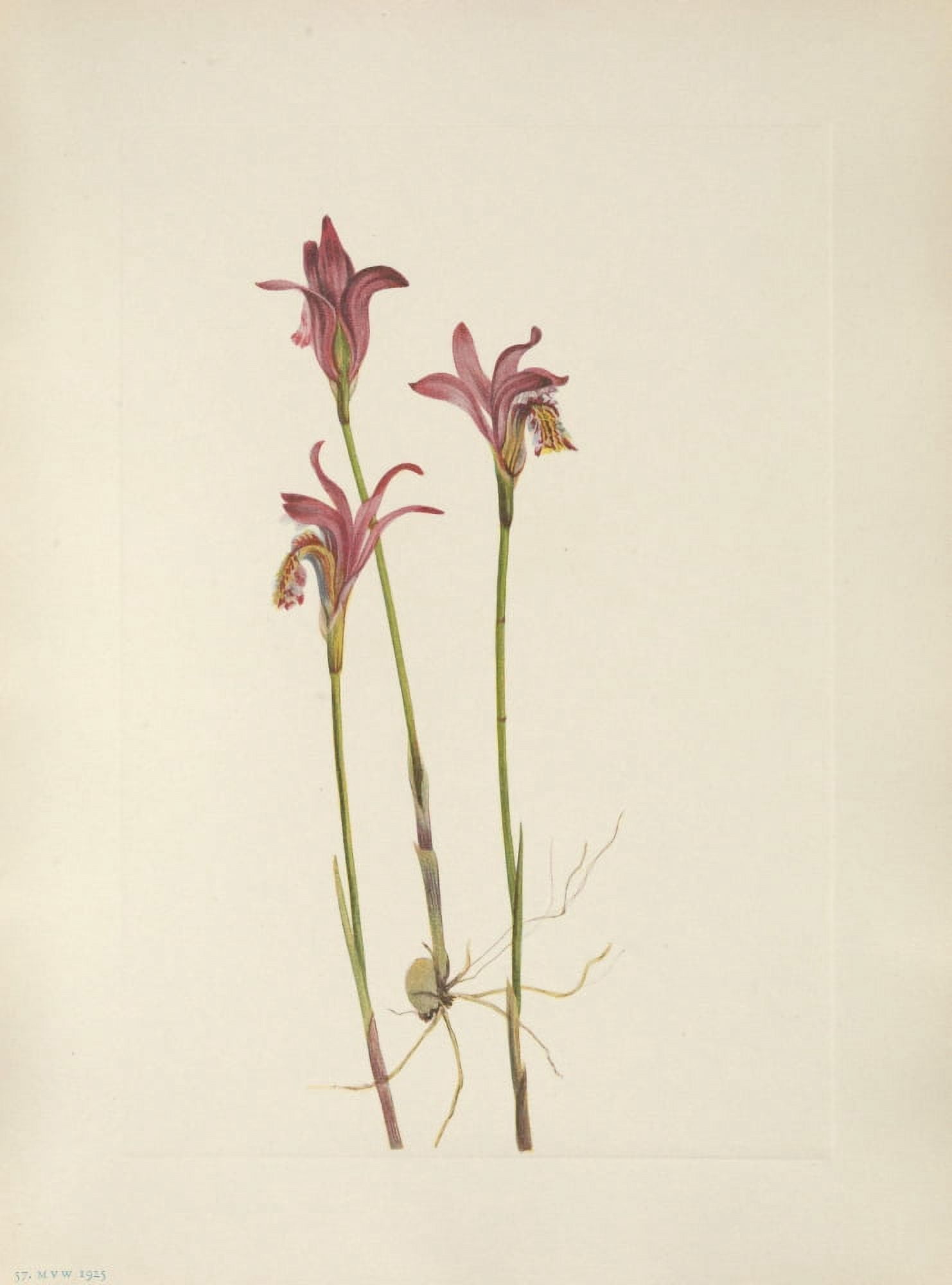 N American Wild Flowers 1925 Arethusa Canvas Art - Mary V Walcott (24 x 36)