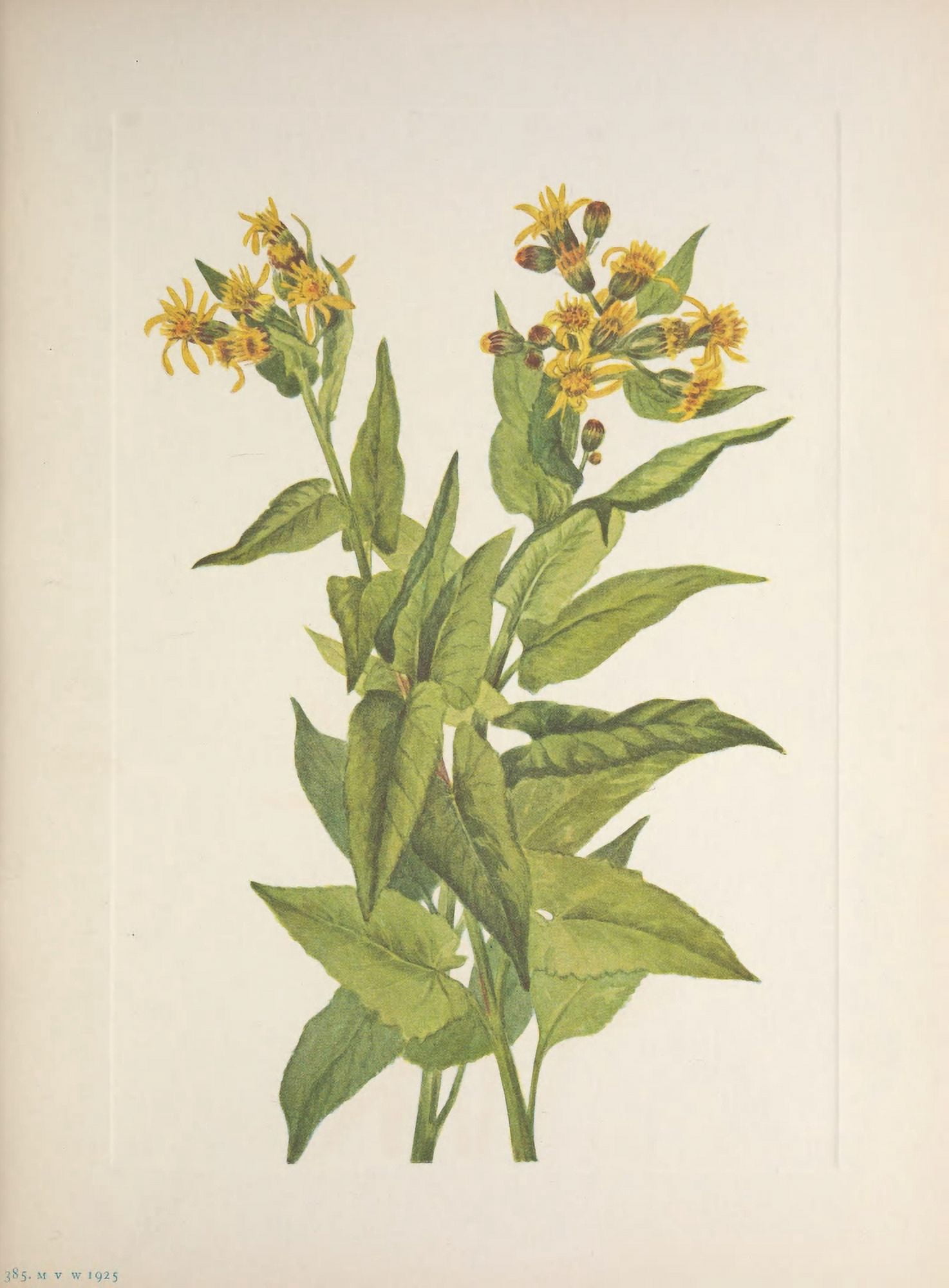 N American Wild Flowers 1925 Arrowleaf Groundsel Canvas Art - Mary V Walcott (18 x 24)