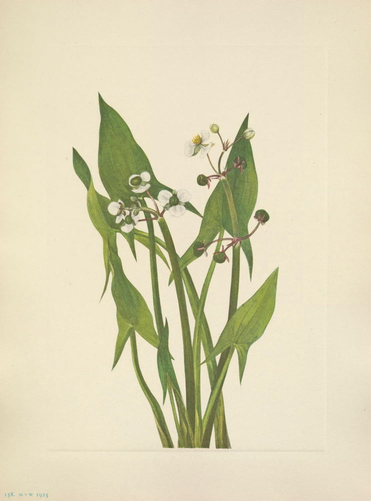 N American Wild Flowers 1925 Arum Arrowhead Canvas Art - Mary V Walcott (18 x 24)