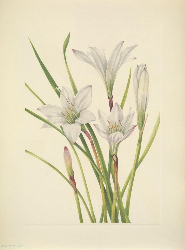 N American Wild Flowers 1925 Atamasco Lily Canvas Art - Mary V Walcott (24 x 36)