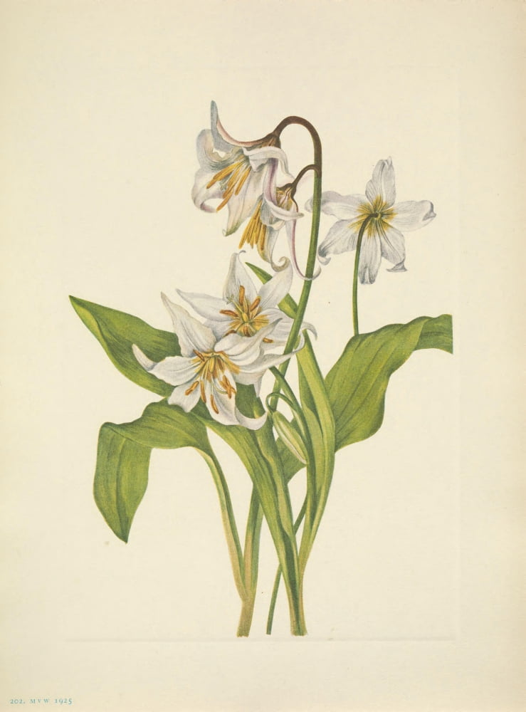 N American Wild Flowers 1925 Avalanche-lily Canvas Art - Mary V Walcott (24 x 36)