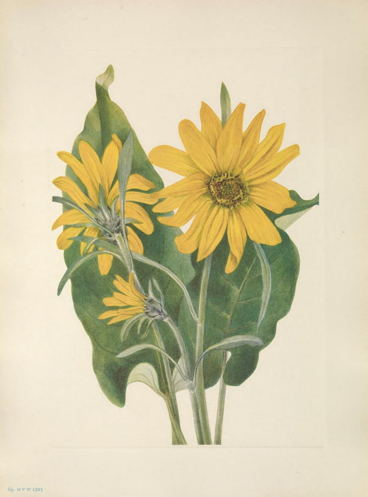 N American Wild Flowers 1925 Balsamroot Canvas Art - Mary V Walcott (18 x 24)