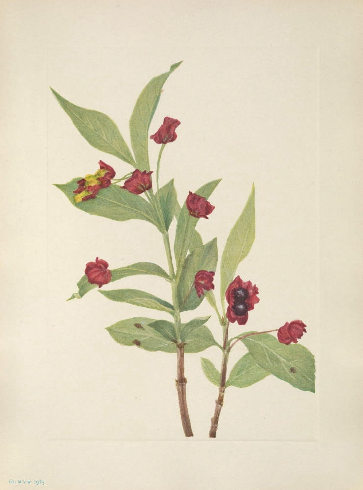 N American Wild Flowers 1925 Bearberry Honeysuckle Canvas Art - Mary V Walcott (24 x 36)