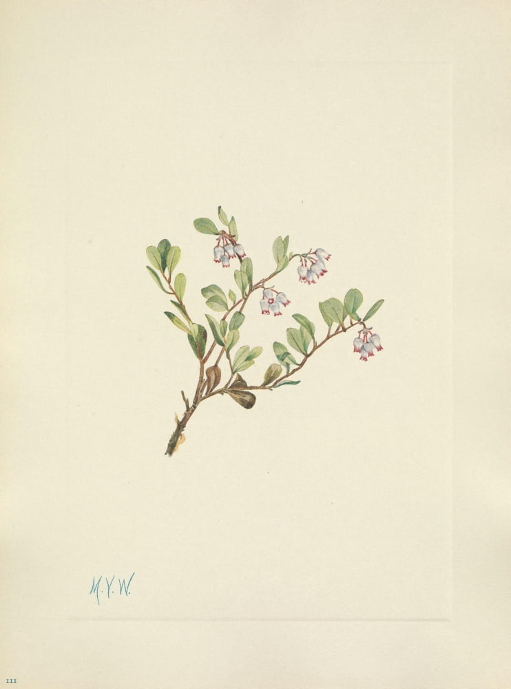 N American Wild Flowers 1925 Bearberry flower Canvas Art - Mary V Walcott (18 x 24)