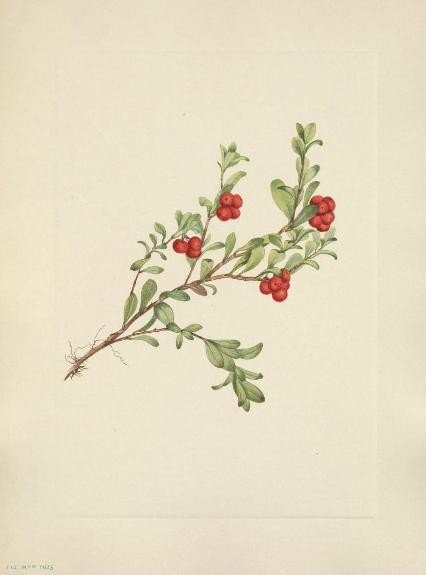 N American Wild Flowers 1925 Bearberry fruit Canvas Art - Mary V Walcott (18 x 24)