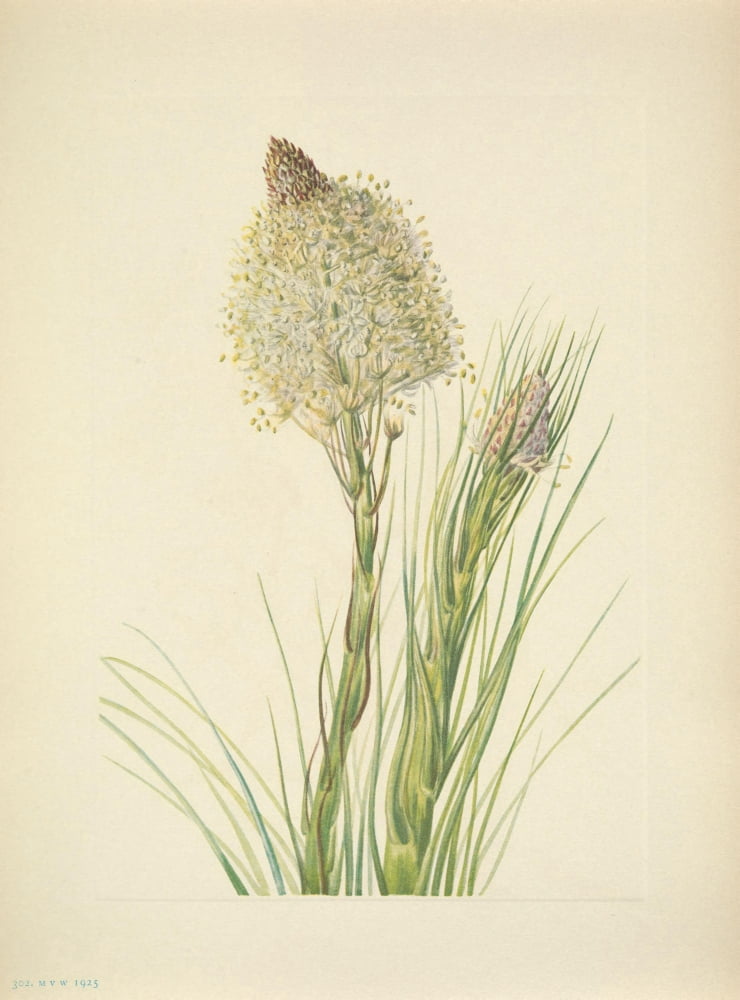N American Wild Flowers 1925 Beargrass Canvas Art - Mary V Walcott (18 x 24)