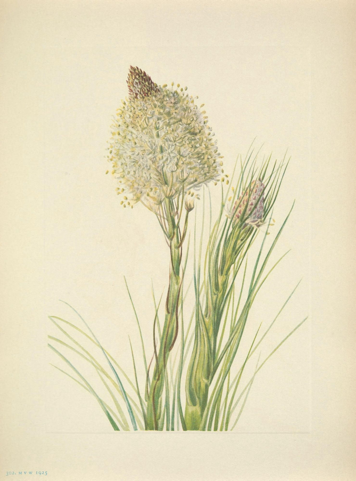 N American Wild Flowers 1925 Beargrass Canvas Art - Mary V Walcott (24 x 36)