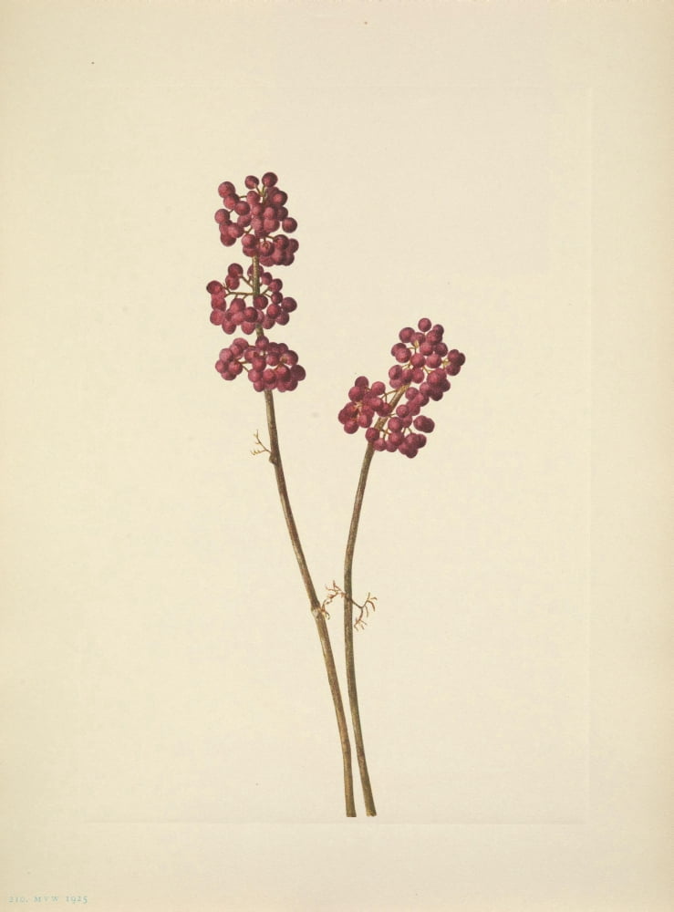 N American Wild Flowers 1925 Beautyberry Canvas Art - Mary V Walcott (24 x 36)
