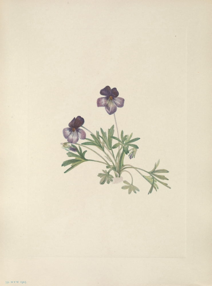 N American Wild Flowers 1925 Birdsfoot Violet Canvas Art - Mary V Walcott (18 x 24)
