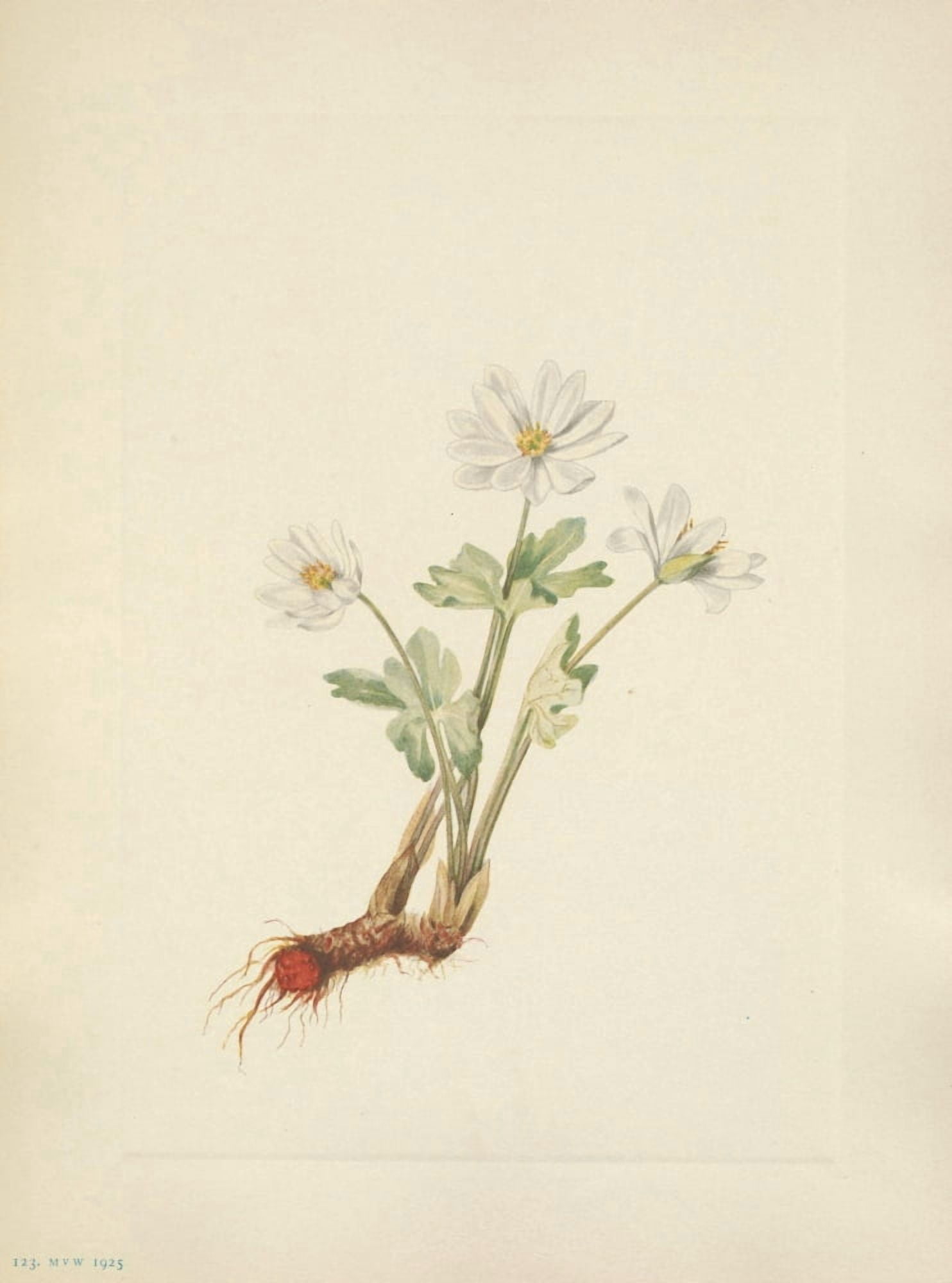 N American Wild Flowers 1925 Bloodroot Canvas Art - Mary V Walcott (18 x 24)