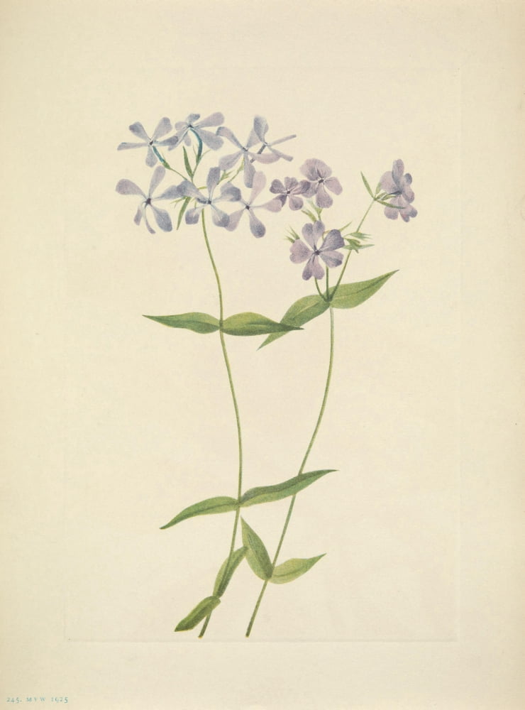 N American Wild Flowers 1925 Blue Phlox Canvas Art - Mary V Walcott (18 x 24)
