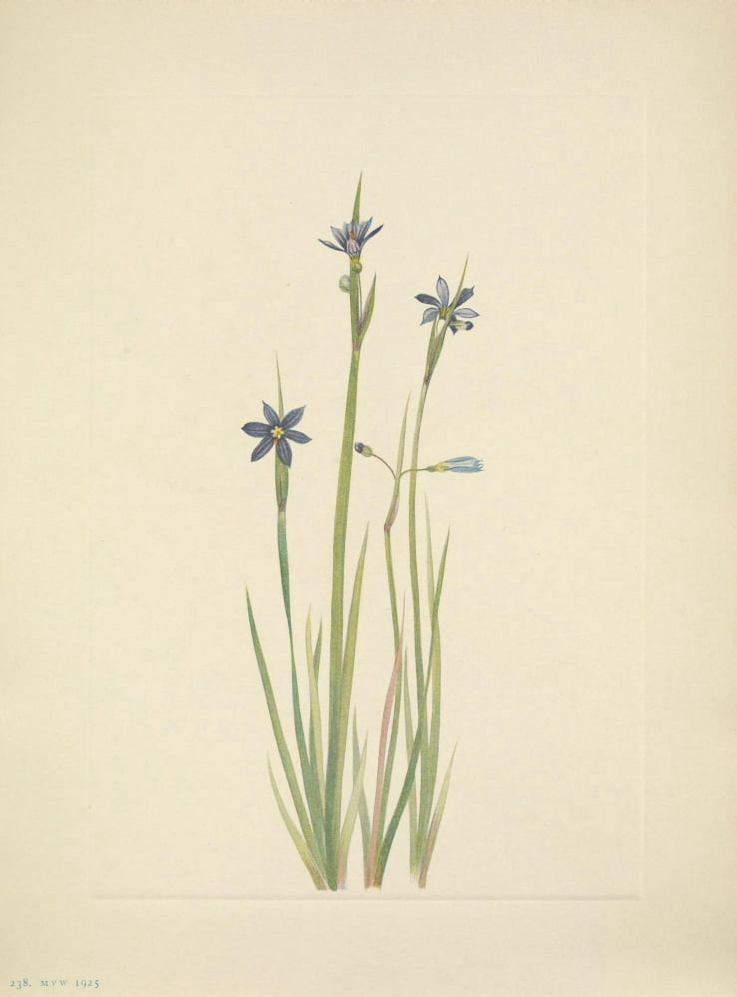 N American Wild Flowers 1925 Blue-eyed-grass Canvas Art - Mary V Walcott (24 x 36)