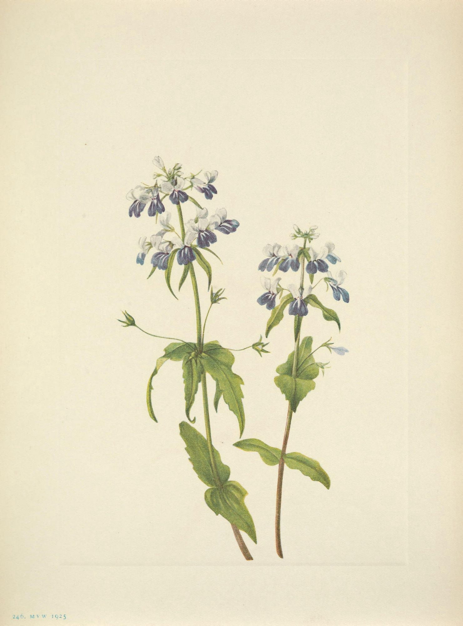 N American Wild Flowers 1925 Blue-eyed-mary Canvas Art - Mary V Walcott (24 x 36)