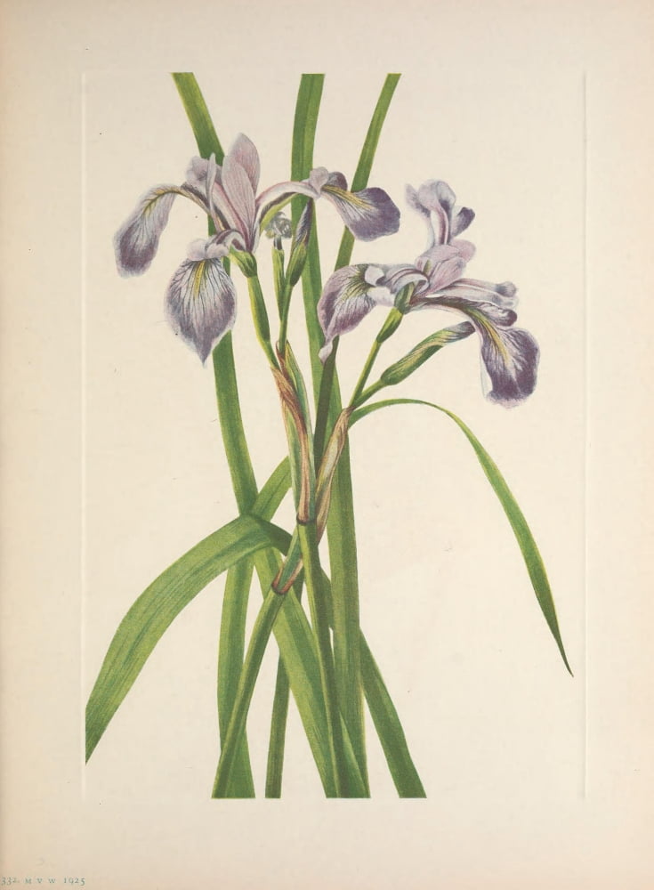 N American Wild Flowers 1925 Blueflag Iris Canvas Art - Mary V Walcott (18 x 24)