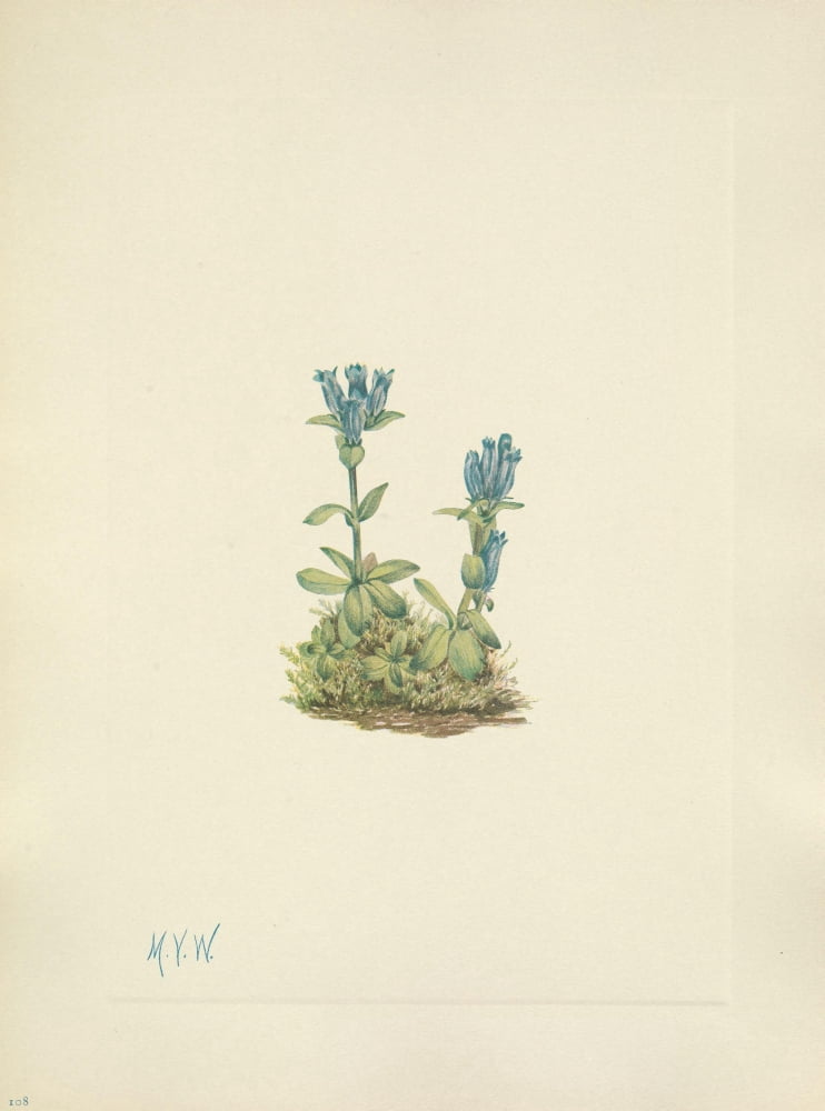 N American Wild Flowers 1925 Bluegreen Gentian Canvas Art - Mary V Walcott (24 x 36)